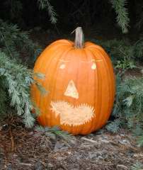 Many Teeth Pumpkin ,  Nipomo Pumpkin Patch, carving idea